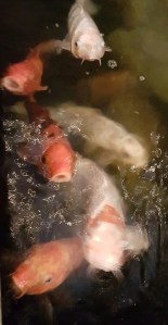 20150827_134429-01 copy