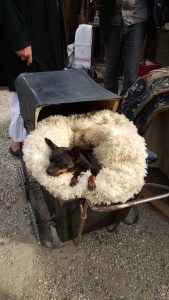Elderly dog in antique baby carriage