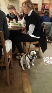 French bulldog at Le Pain Quotidien