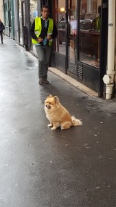 Unleashed and ignoring everyone