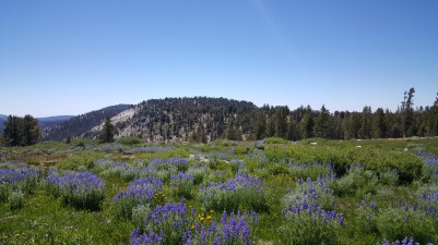 alpine-meadow-kah-yosemite
