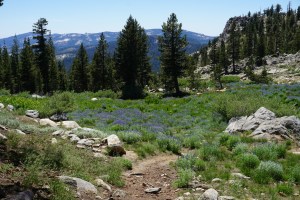 mountains-meadow-lukens-yosemite